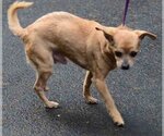 Small Photo #4 Chihuahua-Unknown Mix Puppy For Sale in Vernonia, OR, USA