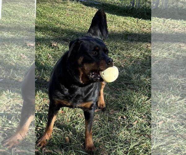 Medium Photo #3 Rottweiler Puppy For Sale in Mooresville, NC, USA