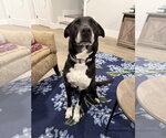 Small #2 Labrador Retriever Mix
