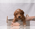 Puppy Apollo Goldendoodle (Miniature)