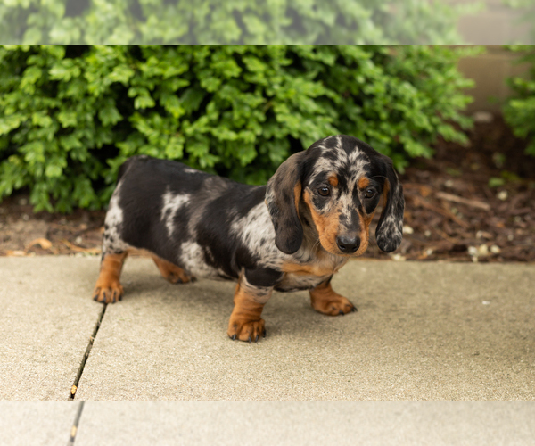 Medium Photo #2 Dachshund Puppy For Sale in BREMEN, IN, USA