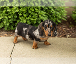 Small #1 Dachshund