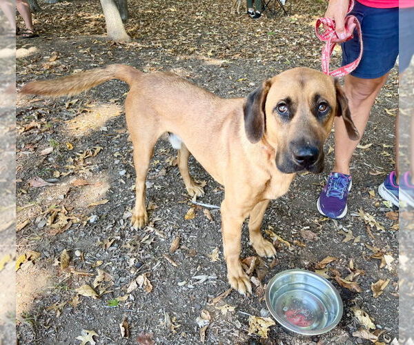 Medium Photo #9 Bloodhound-Unknown Mix Puppy For Sale in Canton, CT, USA