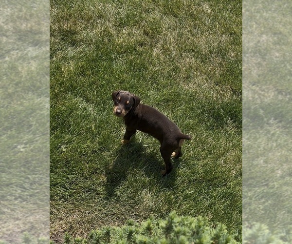 Medium Photo #1 Doberman Pinscher Puppy For Sale in EVANS, CO, USA