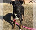 Small Labrador Retriever Mix