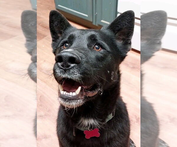 Medium Photo #3 Australian Kelpie-Unknown Mix Puppy For Sale in Boston, MA, USA