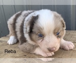 Small Photo #15 Australian Shepherd Puppy For Sale in LYNN, IN, USA