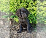 Puppy 5 Boykin Spaniel