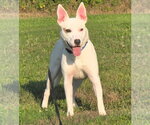 Small #2 Mutt