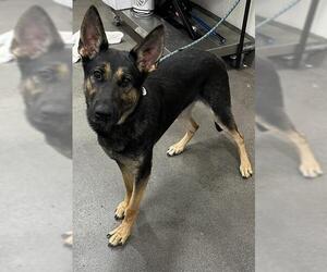 German Shepherd Dog Dogs for adoption in Forestville, MD, USA