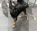 Small German Shepherd Dog