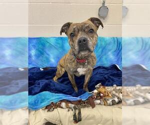 Mutt Dogs for adoption in Fort Wayne, IN, USA