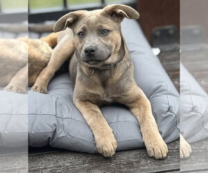 Mutt Dogs for adoption in Brooklyn Center, MN, USA