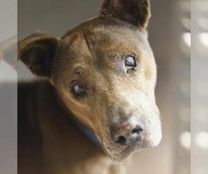 American Staffordshire Terrier-Unknown Mix Dogs for adoption in San Antonio, TX, USA