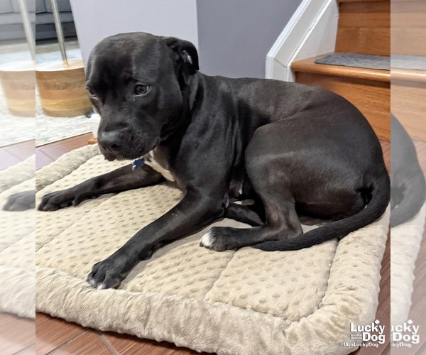 Medium Photo #8 Labrador Retriever Puppy For Sale in Washington, DC, USA