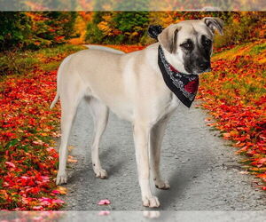 Anatolian Shepherd Dogs for adoption in San Andreas, CA, USA