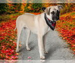 Small Anatolian Shepherd
