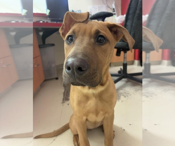 Medium Photo #1 Mutt Puppy For Sale in Webster, WI, USA