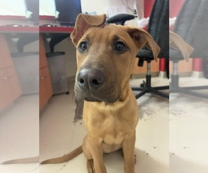 Mutt Dogs for adoption in Webster, WI, USA