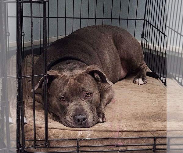 Medium Photo #10 American Staffordshire Terrier Puppy For Sale in Sayreville, NJ, NJ, USA