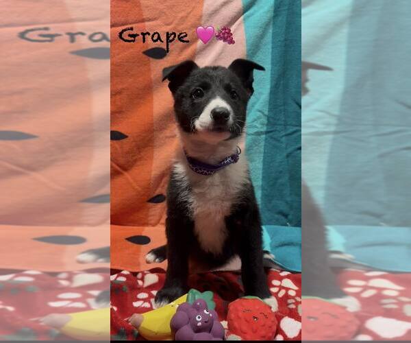 Medium Photo #1 Mutt Puppy For Sale in Turlock, CA, USA