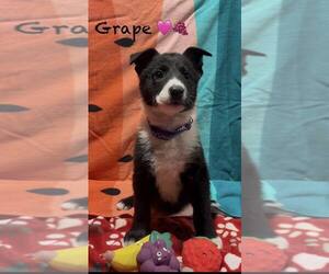 Mutt Dogs for adoption in Turlock, CA, USA