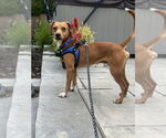Small #6 Mutt