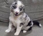 Image preview for Ad Listing. Nickname: Mini Aussies