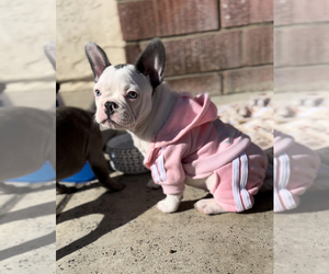 French Bulldog Puppy for Sale in MIRA LOMA, California USA