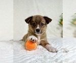 Small #2 Miniature Australian Shepherd-Pomsky Mix