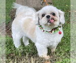 Small #2 Pekingese-Shiba Inu Mix
