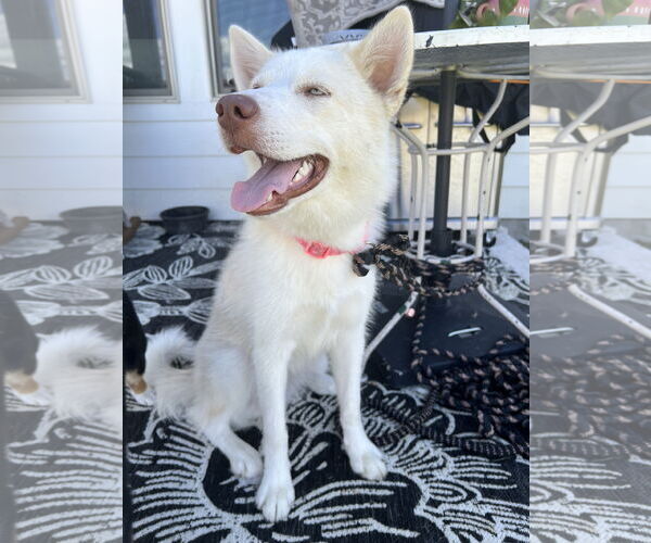 Medium Photo #2 Huskies -Unknown Mix Puppy For Sale in McKinney, TX, USA