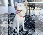 Small #1 Huskies  Mix