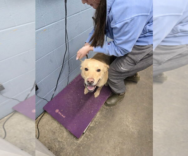 Medium Photo #4 Labrador Retriever Puppy For Sale in Evansville, IN, USA