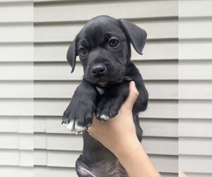 American Staffordshire Terrier-Unknown Mix Dogs for adoption in Brewster, NY, USA