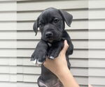 Small American Staffordshire Terrier Mix