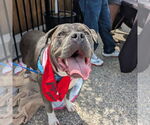 Small American Pit Bull Terrier Mix
