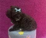 Puppy Button Toy size Shih-Poo