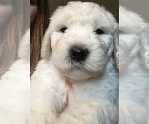 Komondor Puppy for sale in ROSSVILLE, IN, USA