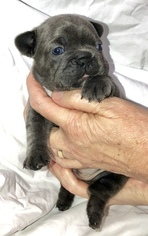 French Bulldog Puppy for sale in COURTLAND, AL, USA