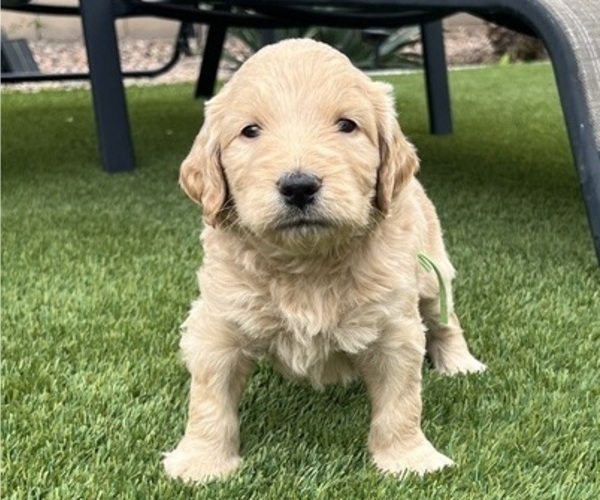 Medium Photo #10 Goldendoodle Puppy For Sale in PHOENIX, AZ, USA
