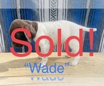 Small Photo #17 German Shorthaired Pointer Puppy For Sale in GRAND ISLAND, NE, USA