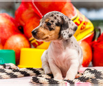 Small #4 Dachshund
