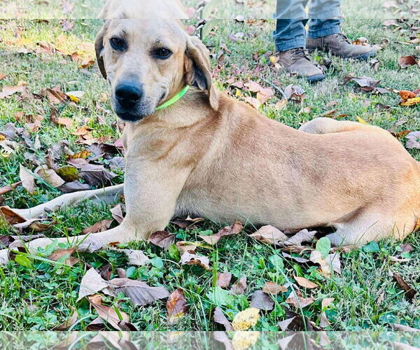 Medium Photo #2 Black Mouth Cur-Labrador Retriever Mix Puppy For Sale in Westwood, NJ, USA