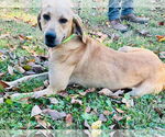 Small #1 Black Mouth Cur-Labrador Retriever Mix