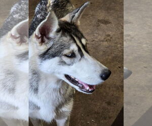 Tilly - ON HOLD - NO MORE APPLICATIONS - Female Siberian Husky Dog for Adoption - Photo #7