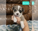 Small Photo #12 Chizer Puppy For Sale in MONTEZUMA, GA, USA