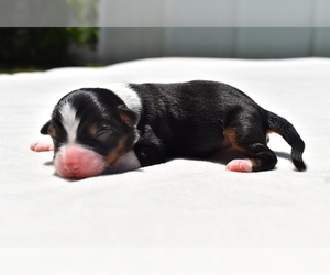 Miniature Australian Shepherd Puppy for sale in PALM COAST, FL, USA