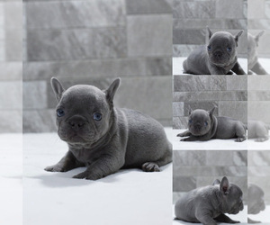 French Bulldog Dog for Adoption in CHULA VISTA, California USA