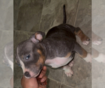 Puppy Puppy 2 American Bully